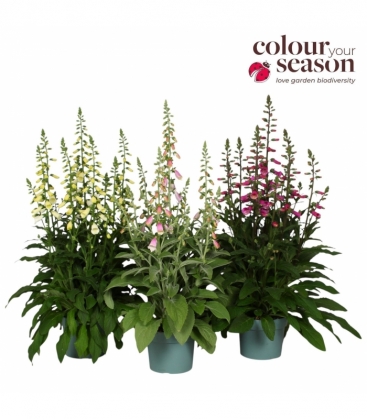 Digitalis