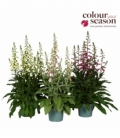Digitalis
