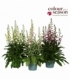 Digitalis