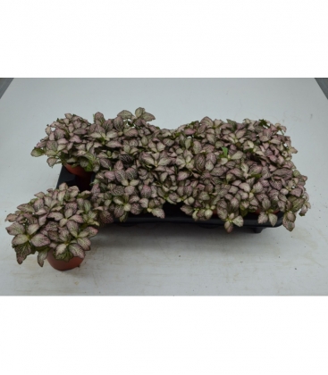 Fittonia