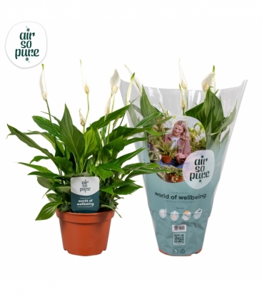Spathiphyllum