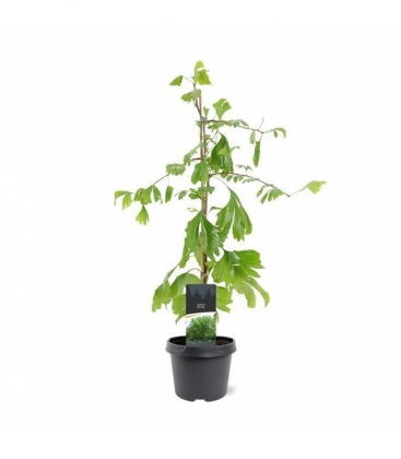 Ginkgo