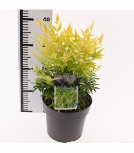 Nandina