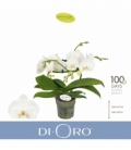 Phalaenopsis