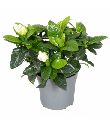 Gardenia