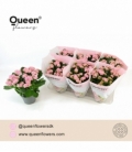 Kalanchoe
