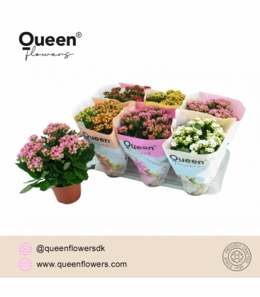 Kalanchoe