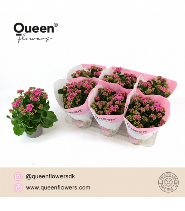 Kalanchoe