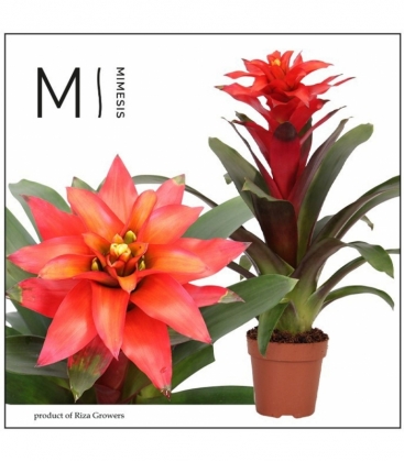 Guzmania