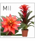 Guzmania