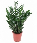 Zamioculcas