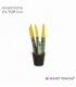 Sansevieria