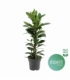 Ficus