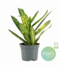 Croton