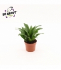 Dracaena