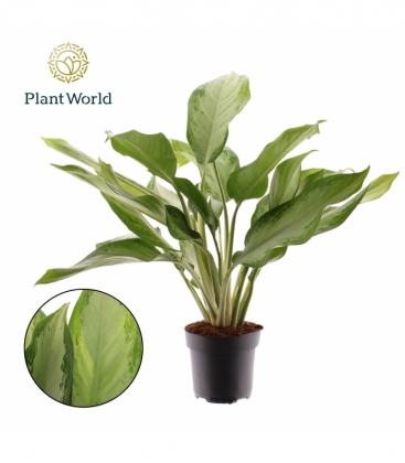 Aglaonema