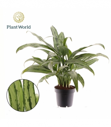 Aglaonema