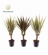 Dracaena