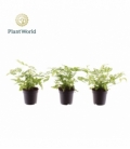 Pteris