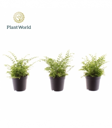 Nephrolepis