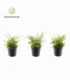 Nephrolepis