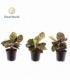 Calathea