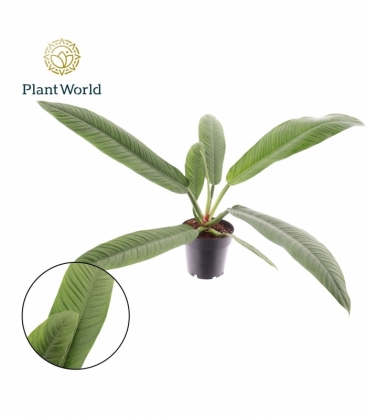 Philodendron