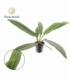 Philodendron