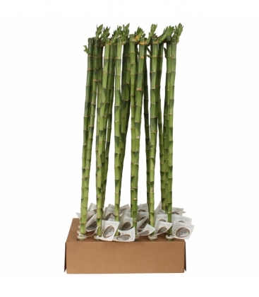 Dracaena