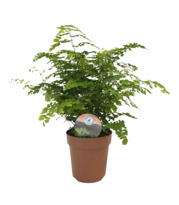 Adiantum