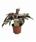 Calathea