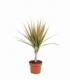 Dracaena