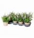 Angelonia