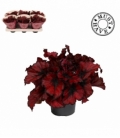 Begonia