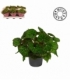 Begonia