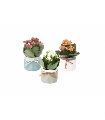Kalanchoe