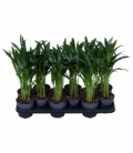 Dypsis