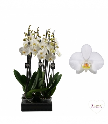 Phalaenopsis