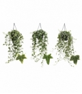 Hedera