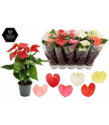 Anthurium