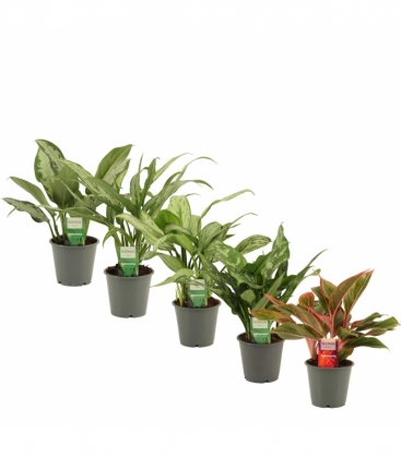 Aglaonema