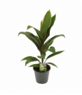 Cordyline