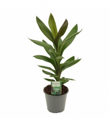 Cordyline
