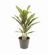 Cordyline