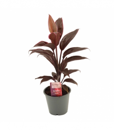 Cordyline