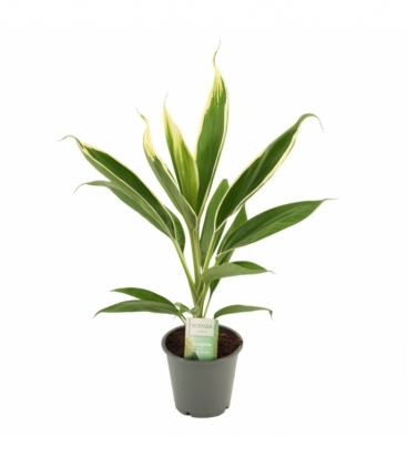 Cordyline