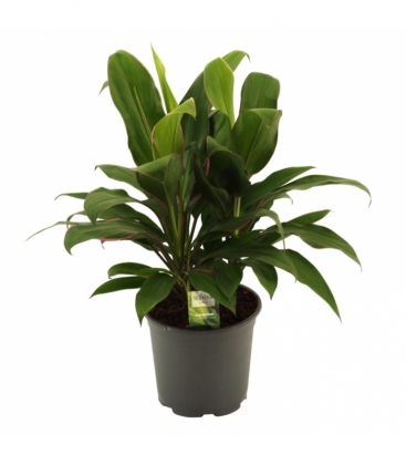 Cordyline