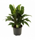 Cordyline