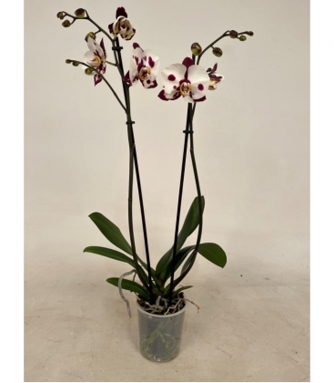 Phalaenopsis