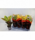 Codiaeum